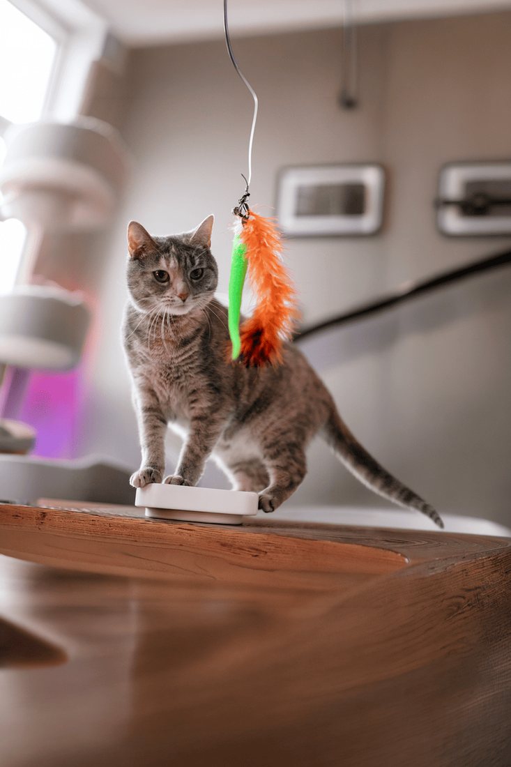 Gato activo y saludable con suplementos funcionales Pets Eat