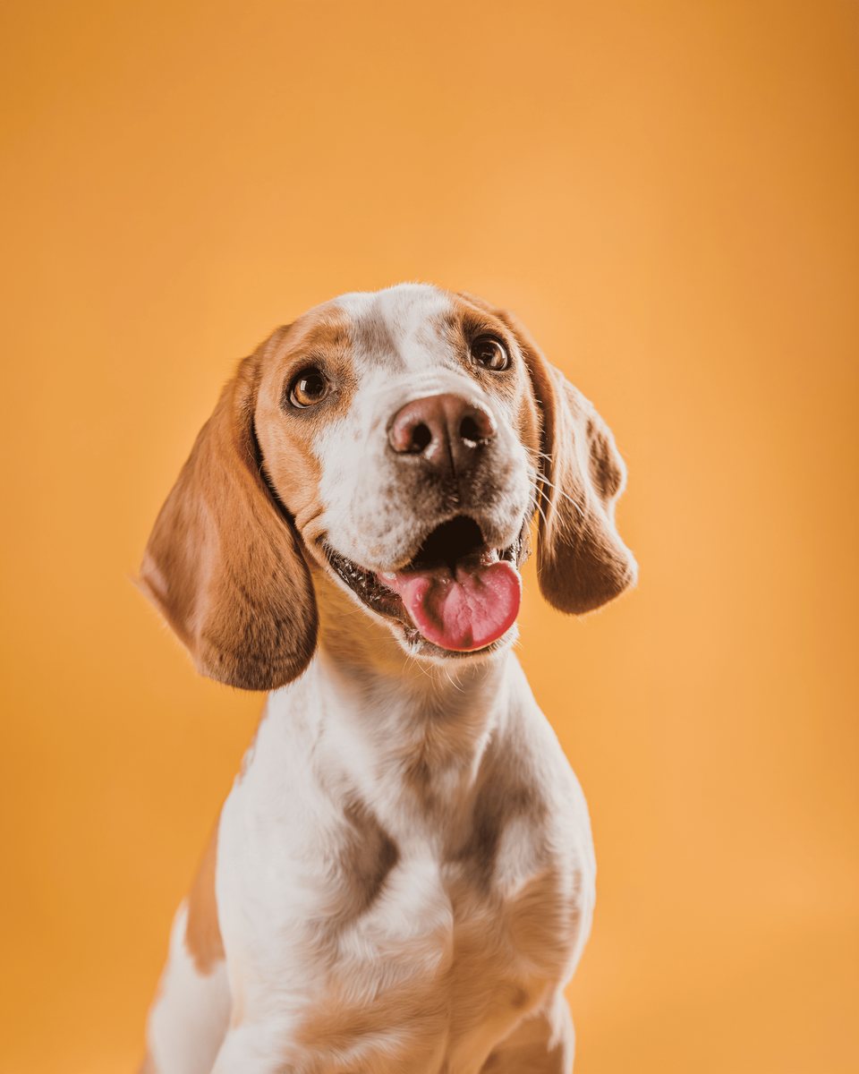 Perro tranquilo y equilibrado gracias al CBD de amplio espectro Pets Eat Costa Rica