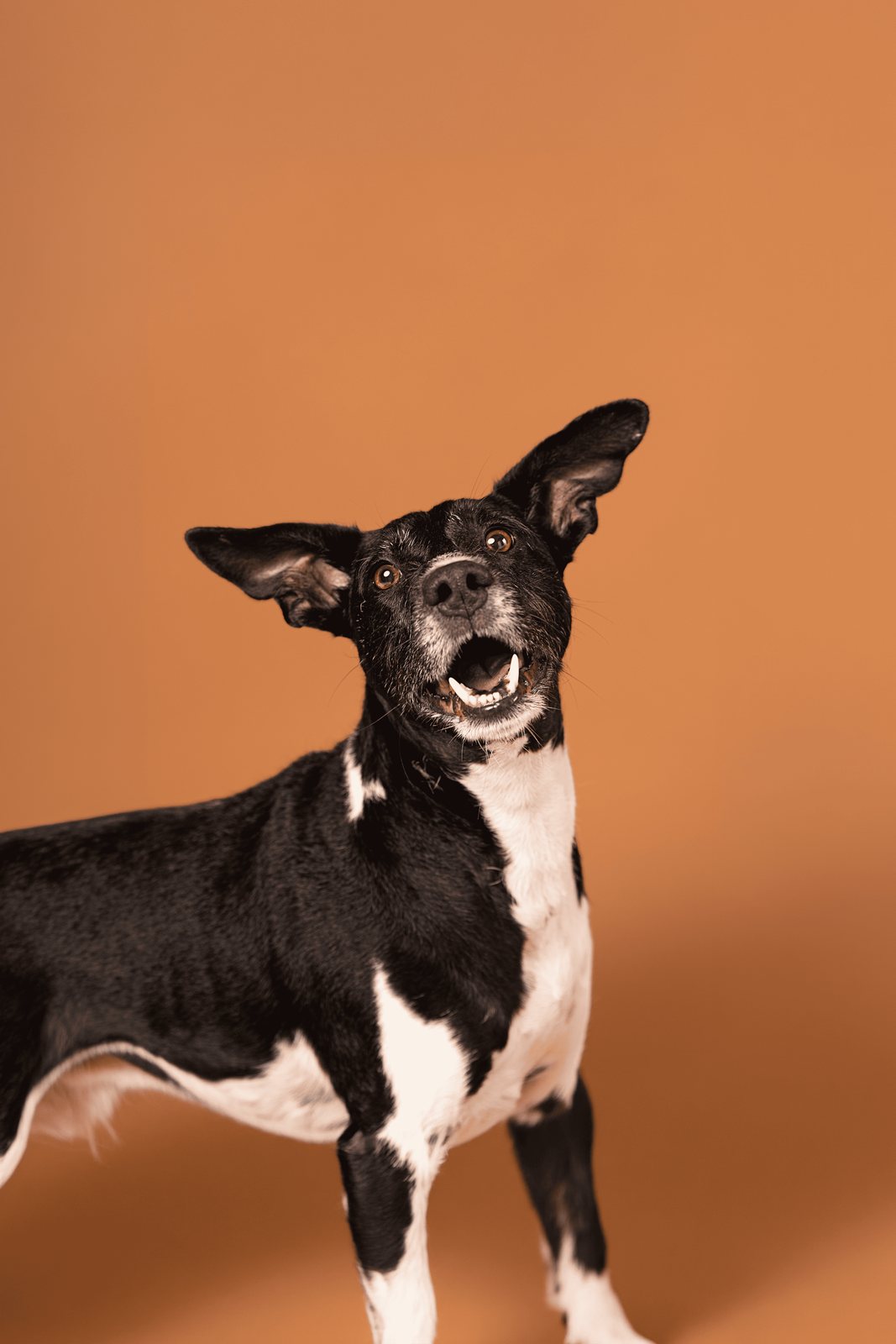 Perro feliz y saludable — blog de suplementos para mascotas de Pets Eat Costa Rica