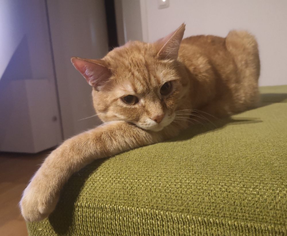Gato saludable y feliz