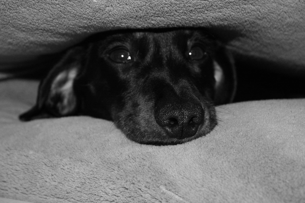 Perro asustado buscando refugio junto a su tutor durante una tormenta en Costa Rica