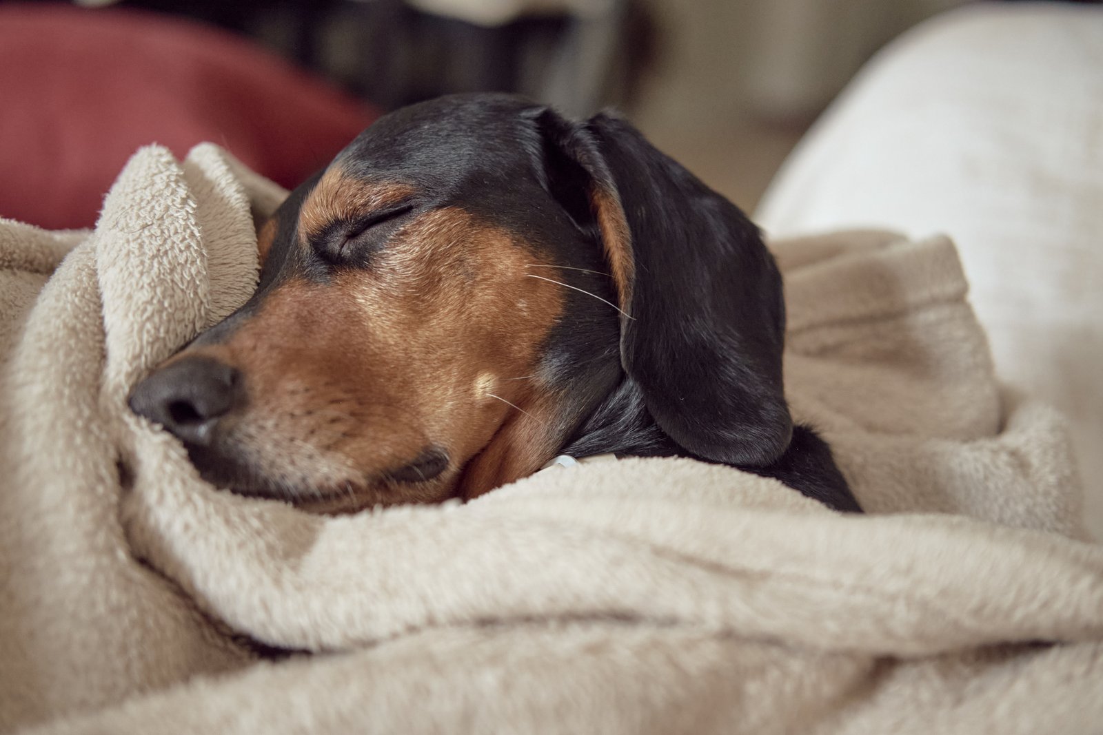 Perro convaleciente descansando al aire libre durante su recuperación en Costa Rica