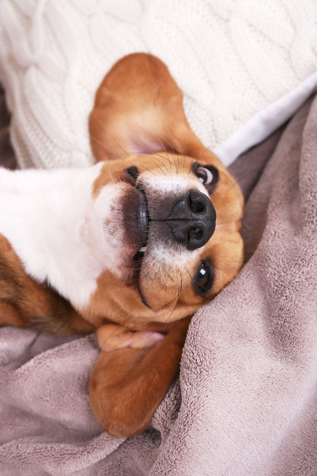 Perro en recuperación descansando en casa durante las semanas posteriores al tratamiento
