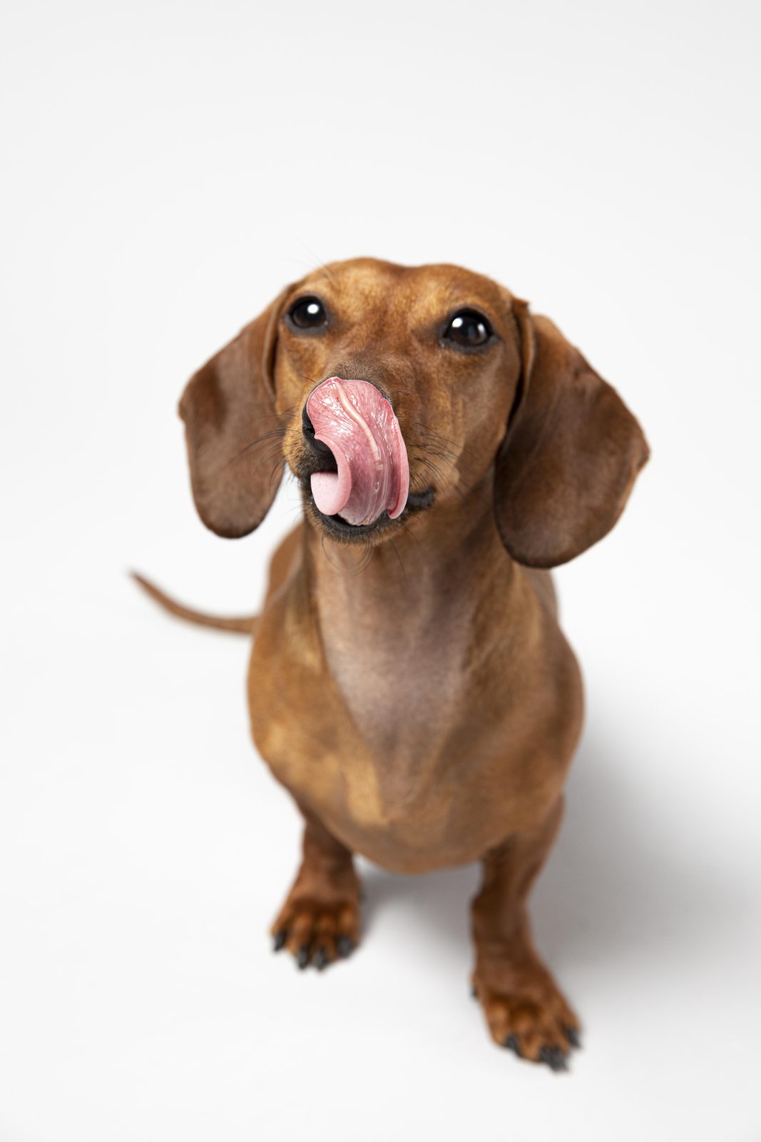 Perro feliz y saludable gracias a suplementos naturales en Costa Rica